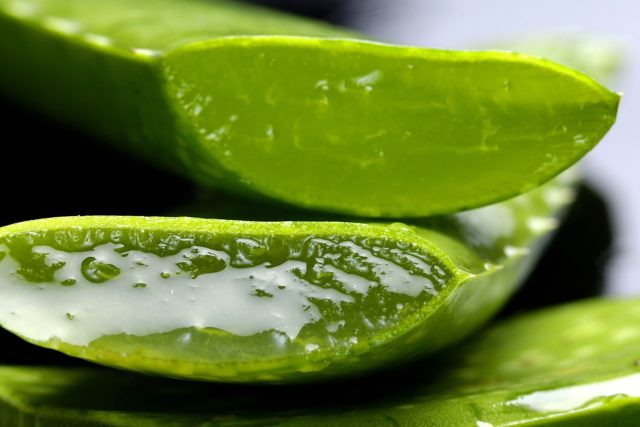 Aloe 2163120 1280